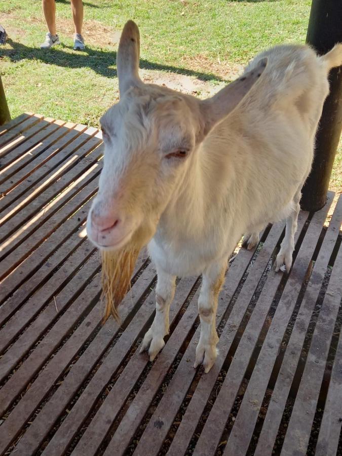 Hotel Fazendao サンタ・ブランカ エクステリア 写真